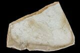 Trilobite (Xystridura) Fossil - Mount Isa, Australia #115243-1